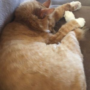 Meet your Posher, Mario